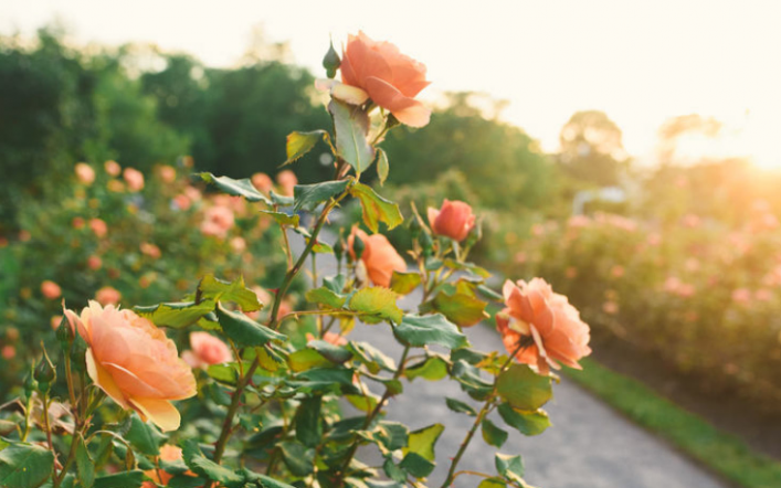 He Constructed Me a Rose Backyard!